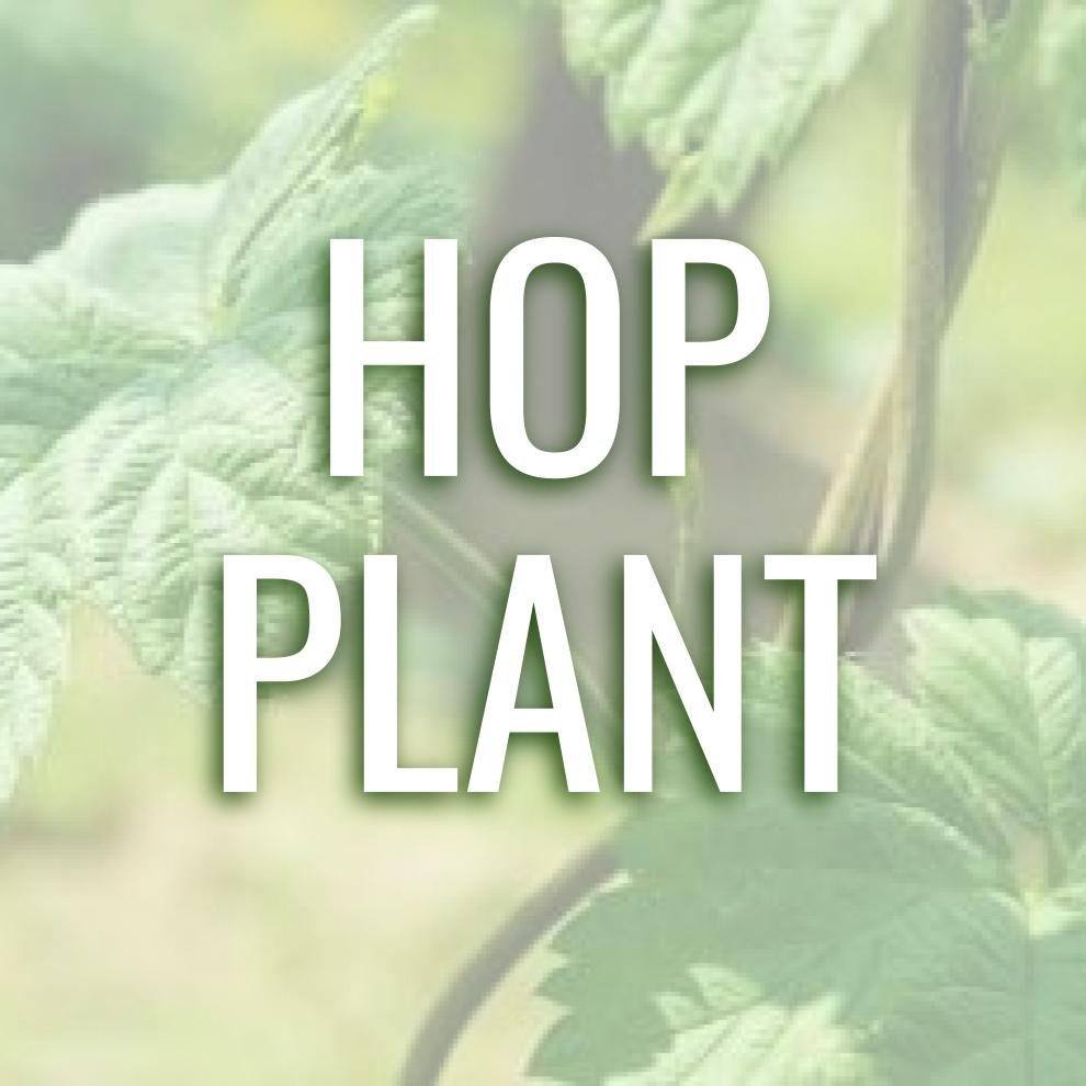 Tettnang Hop Plant Michigan Brew Supply Home Brewing Beer Supplies